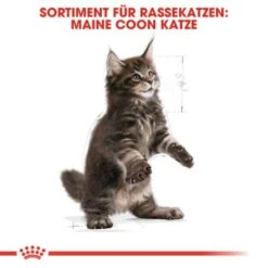 ROYAL CANIN Maine Coon Kitten 4 Kg 11 ROYAL CANIN Maine Coon Kitten 4 Kg -ROYAL CANIN Verkaufsgeschäft 5363adbcd5720069c9dee834c28d247ed6c58d7d 78d41fa69f58c3708158103686f8d71d73464eed