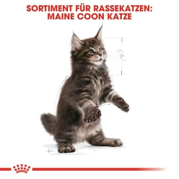 ROYAL CANIN Maine Coon Kitten 4 Kg 6 ROYAL CANIN Maine Coon Kitten 4 Kg – Bild 6