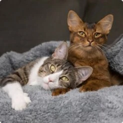 SELECT GOLD Senior Indoor +7 12x85 G -ROYAL CANIN Verkaufsgeschäft 536de371626fbac7381fe51ce63607aedfae0cd8 1099803 de DE 4 Select Gold Cat 4