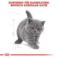 ROYAL CANIN British Shorthair Kitten 2 Kg 13 ROYAL CANIN British Shorthair Kitten 2 Kg -ROYAL CANIN Verkaufsgeschäft 64125f190883e96661f93d5b5db0d481b8b12589 263c8c6b1a98e1881835868f52cc2ea3e9412ec3