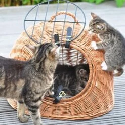 Aumüller Rattanhöhle Gesottene Weide -ROYAL CANIN Verkaufsgeschäft 644da56b8da52f185185b101fb3460690748ee17 ed38553d0e52453b951e62f08b371eb8a64cf3ed