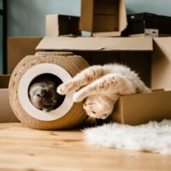 District 70 Kratzmöbel ORB 8 District 70 Kratzmöbel ORB -ROYAL CANIN Verkaufsgeschäft 6560d6445e5f805cae3a1d1e8107ae0366b9b4a6 81457cdf11eed55f55edd03c92dee35d68931e4f