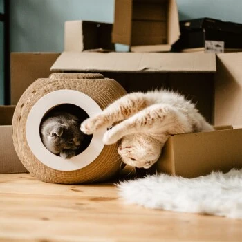 District 70 Kratzmöbel ORB 3 District 70 Kratzmöbel ORB – Bild 3