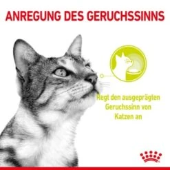 ROYAL CANIN SENSORY Smell In Gelee Für Wählerische Katzen 12x85g 13 ROYAL CANIN SENSORY Smell In Gelee Für Wählerische Katzen 12x85g -ROYAL CANIN Verkaufsgeschäft 8189732b9ae1a398fb4fb109d95a4bf54f9ea43e e98d42f060ba951a9dc658034746788da77dfcfd