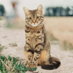 REAL NATURE Original Adult 2kg Kaninchen & Huhn -ROYAL CANIN Verkaufsgeschäft bc56b458619aa86240780c2f64ff928db9b8da6b 1246887 de DE Real Nature Original Cat Bild 3