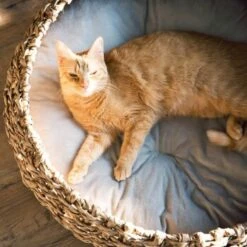 District 70 COCOON Natural M 11 District 70 COCOON Natural M -ROYAL CANIN Verkaufsgeschäft d1bca9000c27271741682ed9d9947040fa216679 010fccd4edaf289528235b12a94f95e756b71b5e