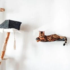 Canadian Cat Company Filz-Hängematte Für Die Wand -ROYAL CANIN Verkaufsgeschäft d6982ed9d12e9d0cbfd4107464642cbf75290f16 1360996 de DE d8ac4e7927d3348063cd4288852ccba5cd28bc01nV0N95