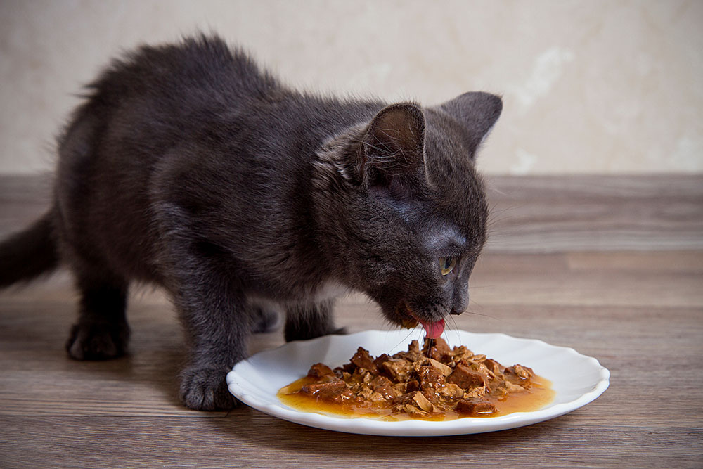 ROYAL CANIN Verkaufsgeschäft -ROYAL CANIN Verkaufsgeschäft kitten eating gravy food Elizabett Shutterstock