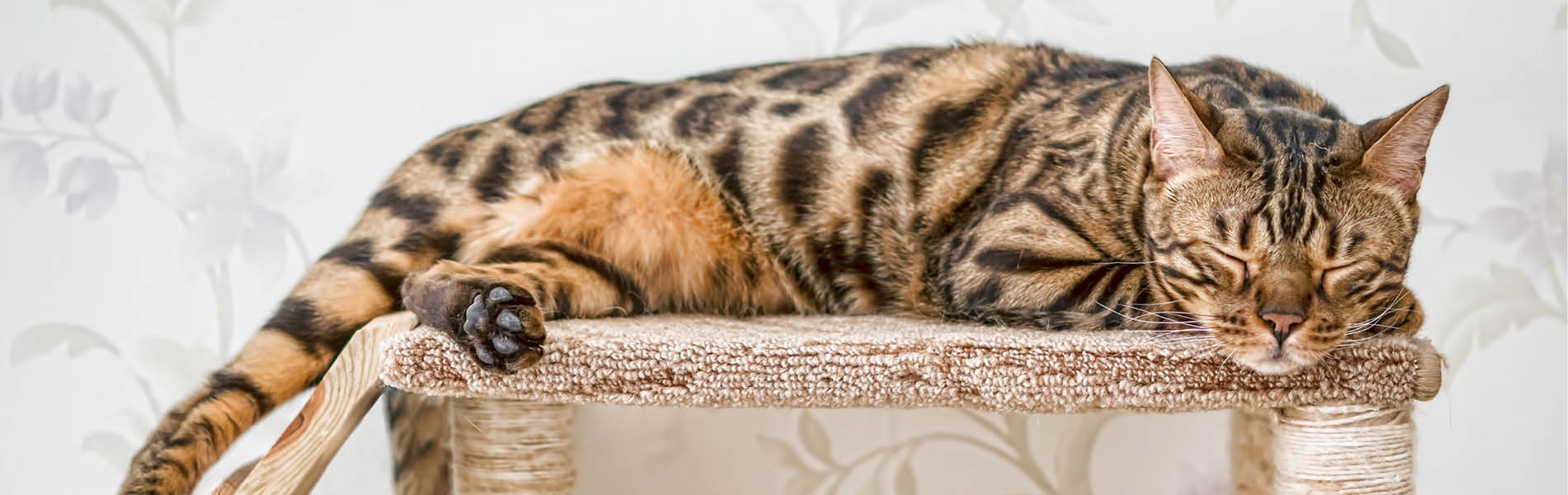 ROYAL CANIN Verkaufsgeschäft -ROYAL CANIN Verkaufsgeschäft